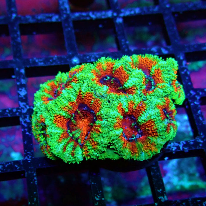 Acan Lord Coral Frag (6)