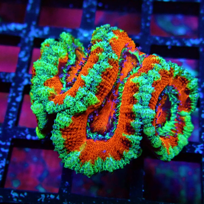 Acan Lord Coral Frag (8)