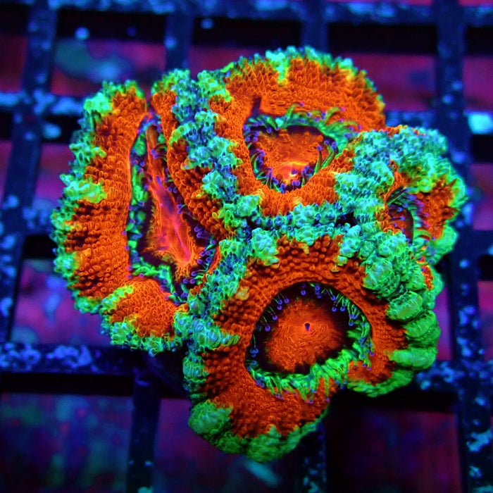 Acan Lord Coral Frag (8)