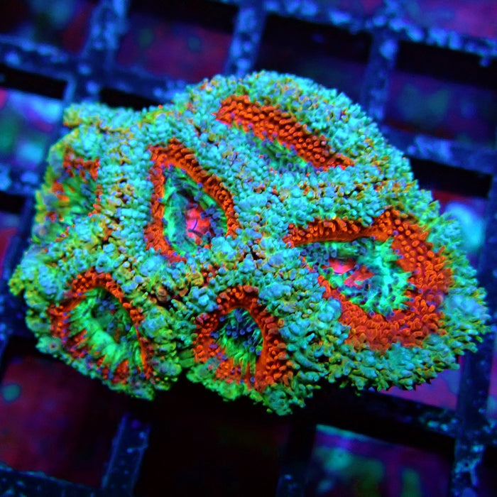 Acan Lord Coral Frag (11)
