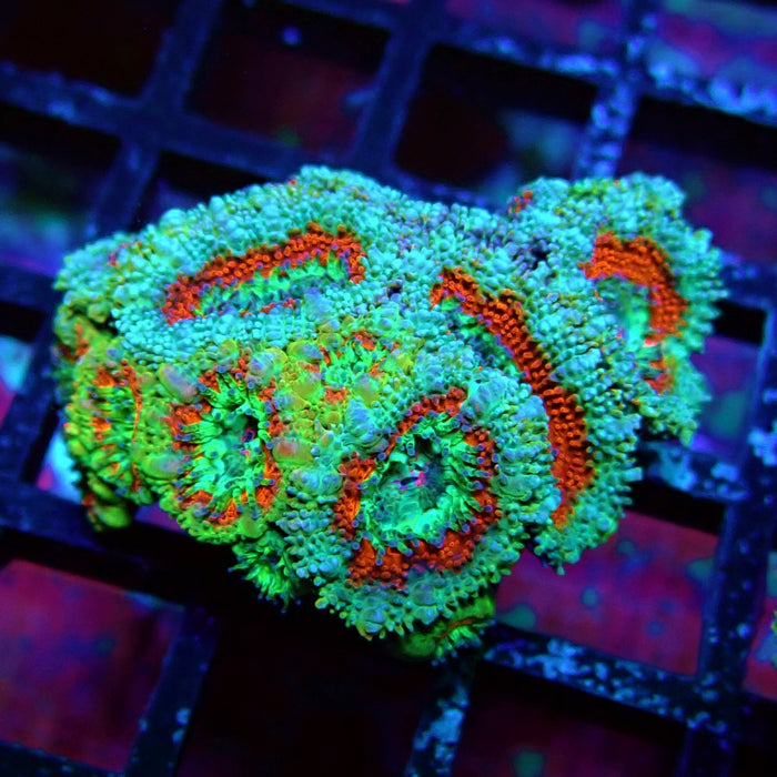 Acan Lord Coral Frag (11)