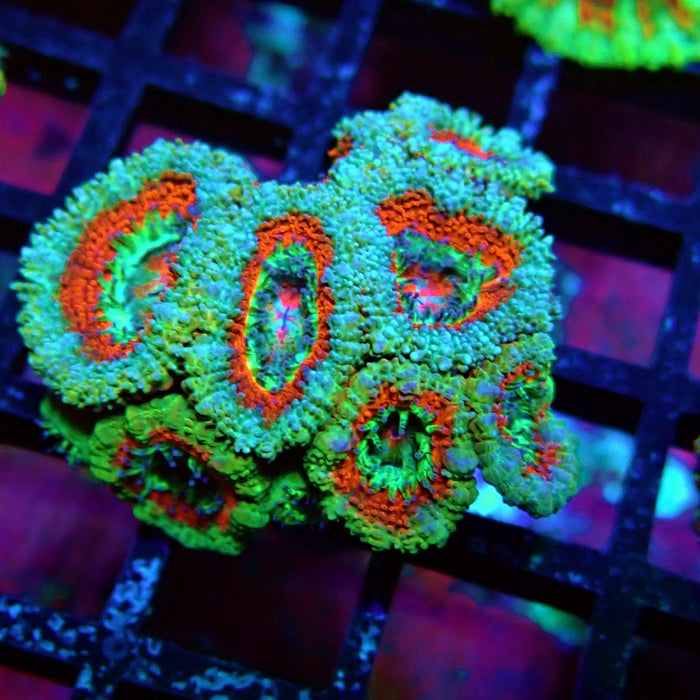 Acan Lord Coral Frag (11)
