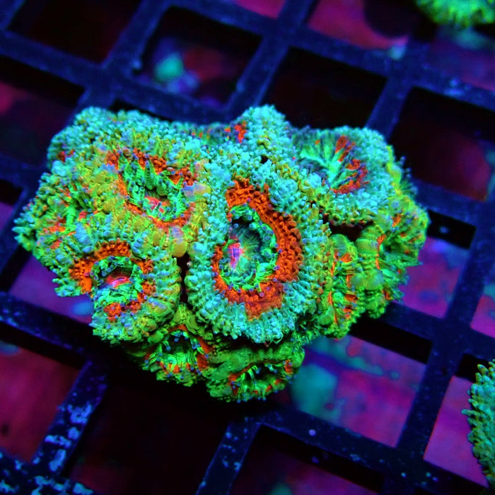 Acan Lord Coral Frag (11)