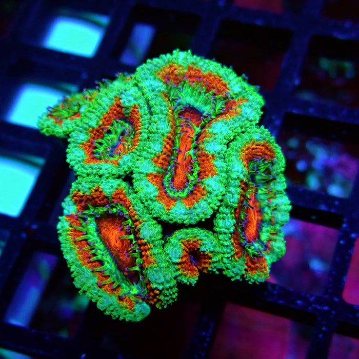 Acan Lord Coral Frag (12)