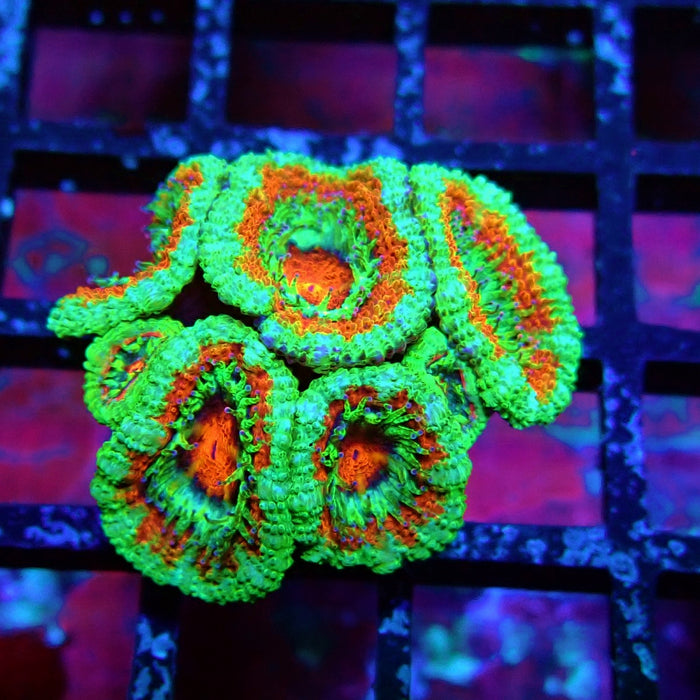 Acan Lord Coral Frag (12)