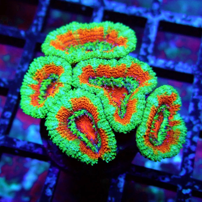 Acan Lord Coral Frag (12)