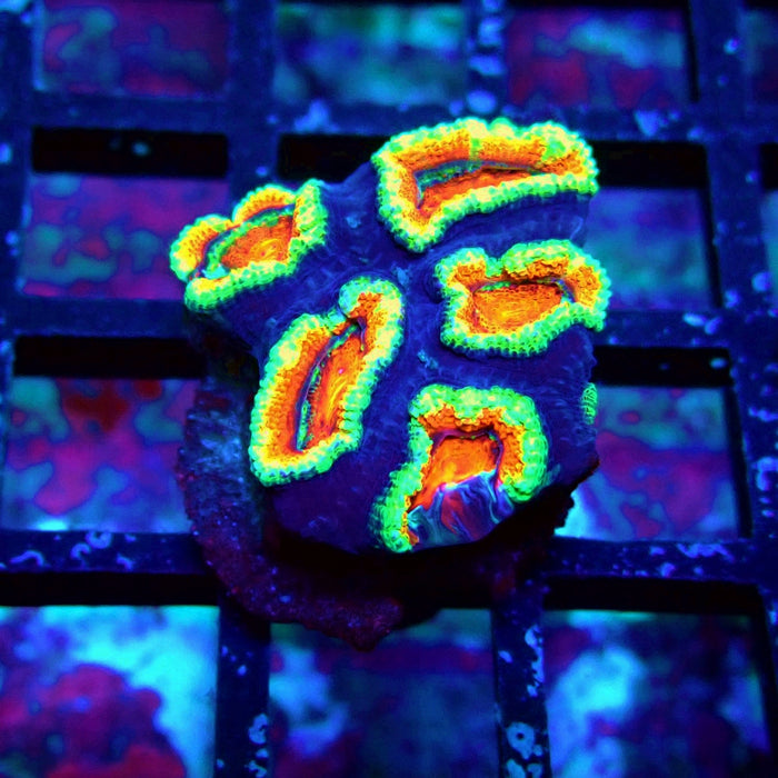 Acan Lord Coral Frag (12)