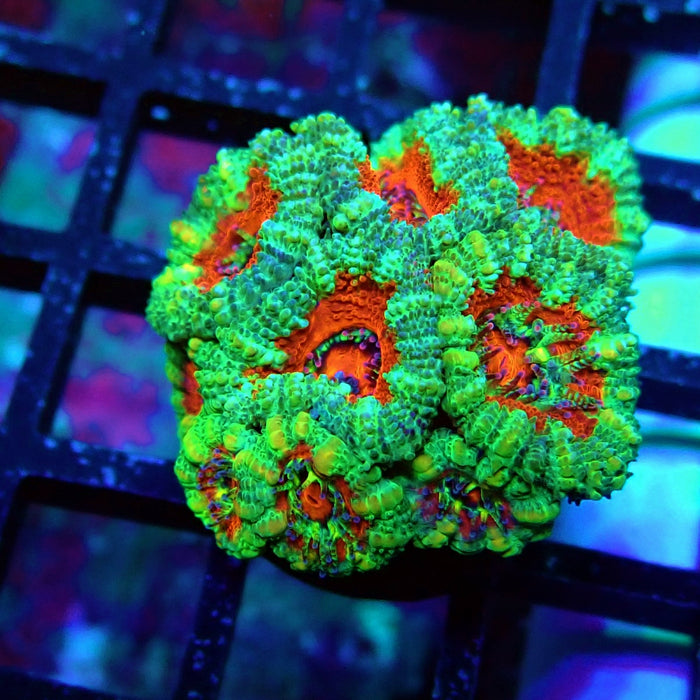 Acan Lord Coral Frag (13)