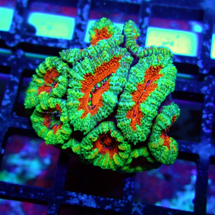 Acan Lord Coral Frag (13)