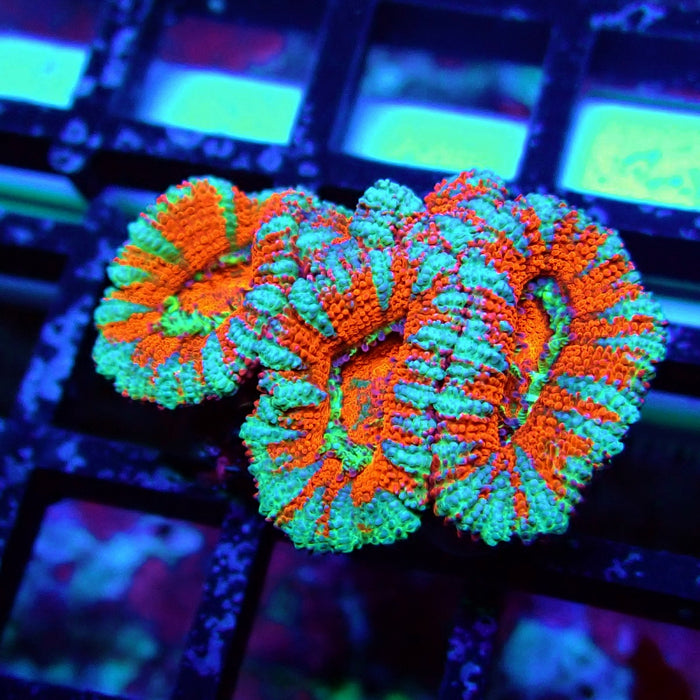 Acan Lord Coral Frag (15)