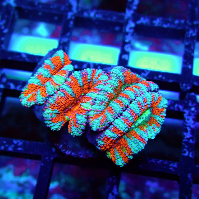 Acan Lord Coral Frag (15)