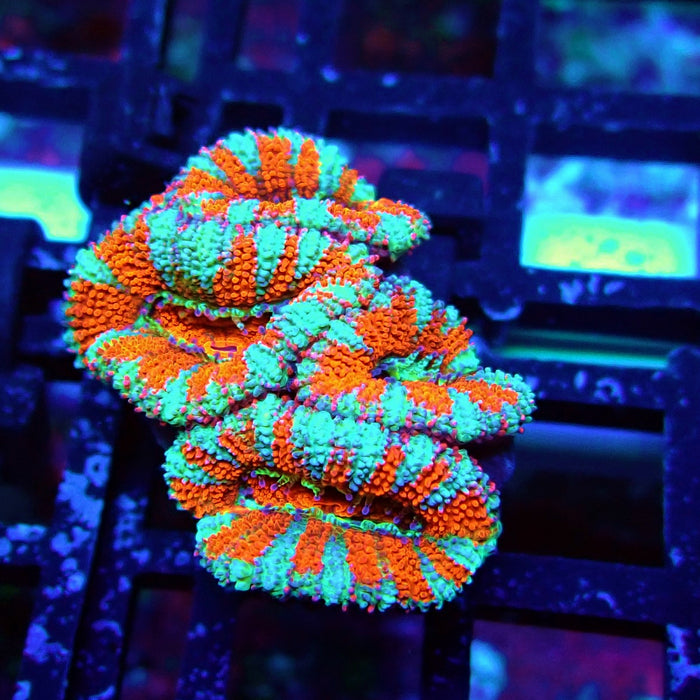 Acan Lord Coral Frag (15)