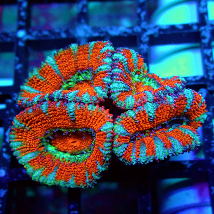 Acan Lord Coral Frag (15)