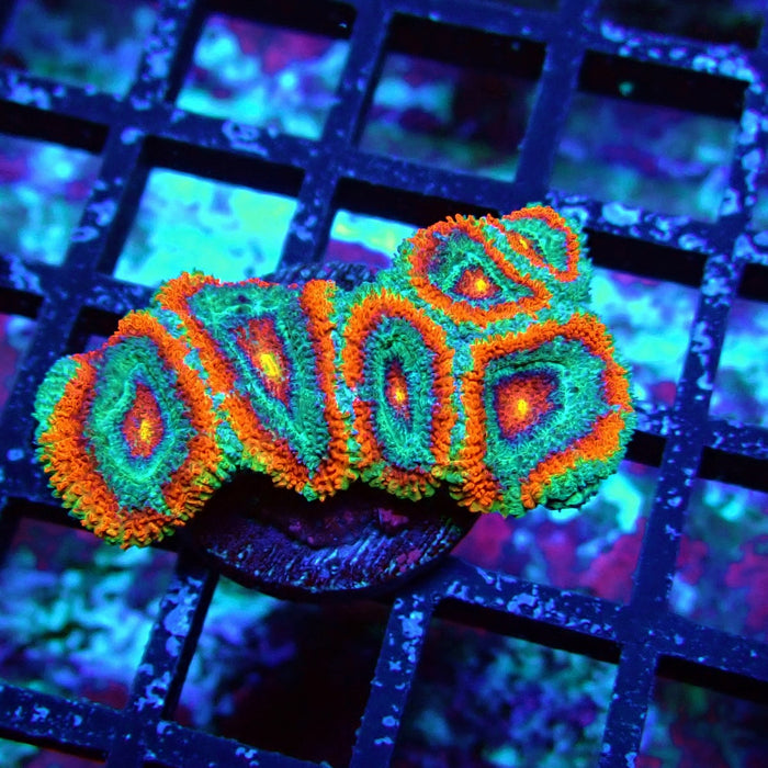 Acan Lord Coral Frag (1)
