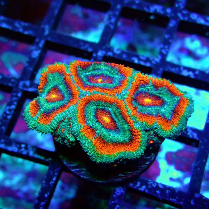 Acan Lord Coral Frag (1)