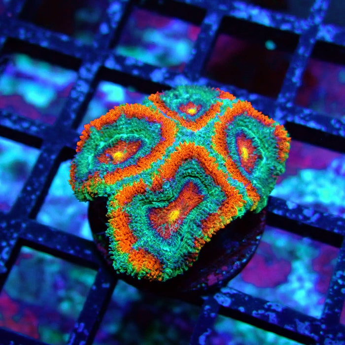 Acan Lord Coral Frag (1)