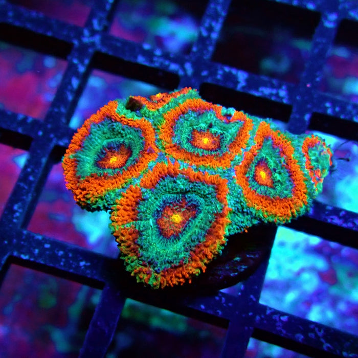 Acan Lord Coral Frag (1)