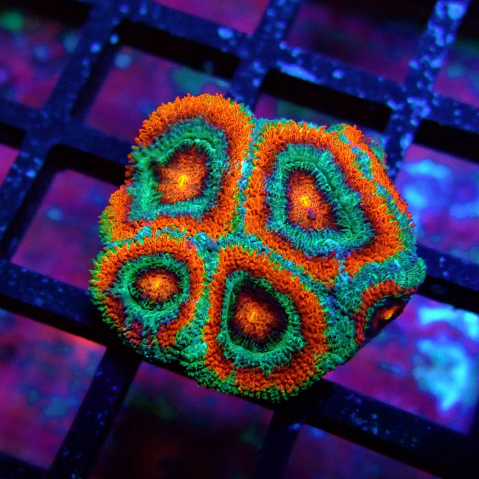 Acan Lord Coral Frag (1)