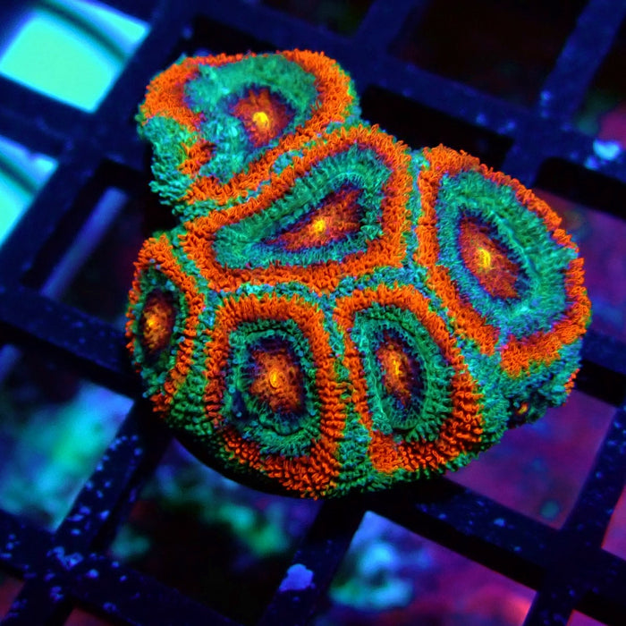 Acan Lord Coral Frag (1)