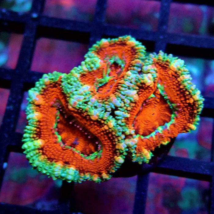 Acan Lord Coral Frag (24)