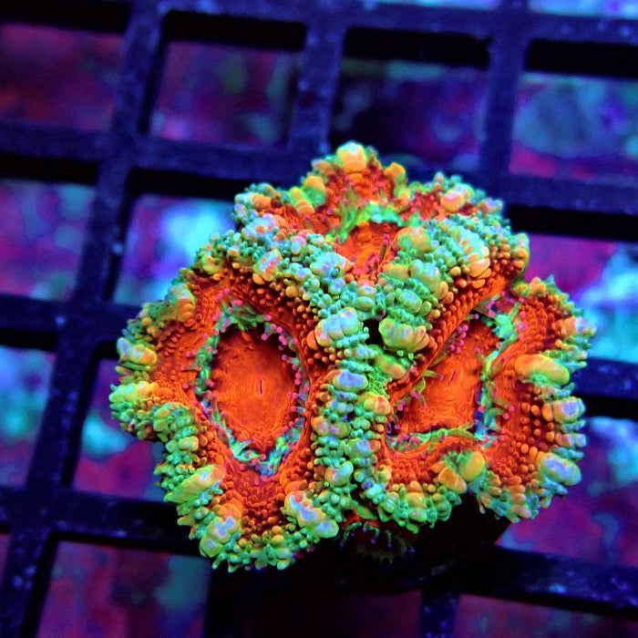 Acan Lord Coral Frag (24)