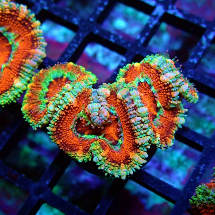 Acan Lord Coral Frag (24)