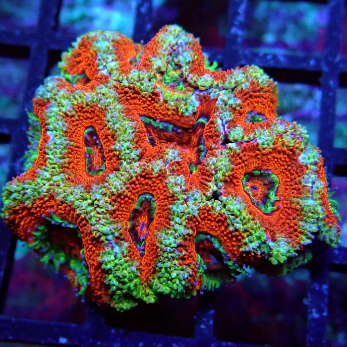 Acan Lord Coral Frag (18)