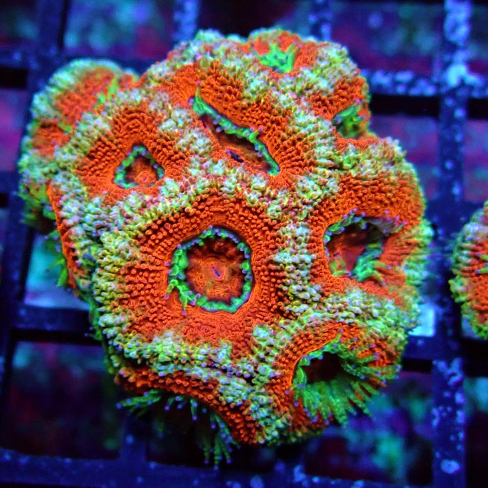 Acan Lord Coral Frag (18)