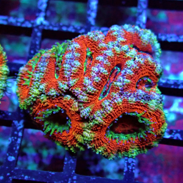 Acan Lord Coral Frag (18)