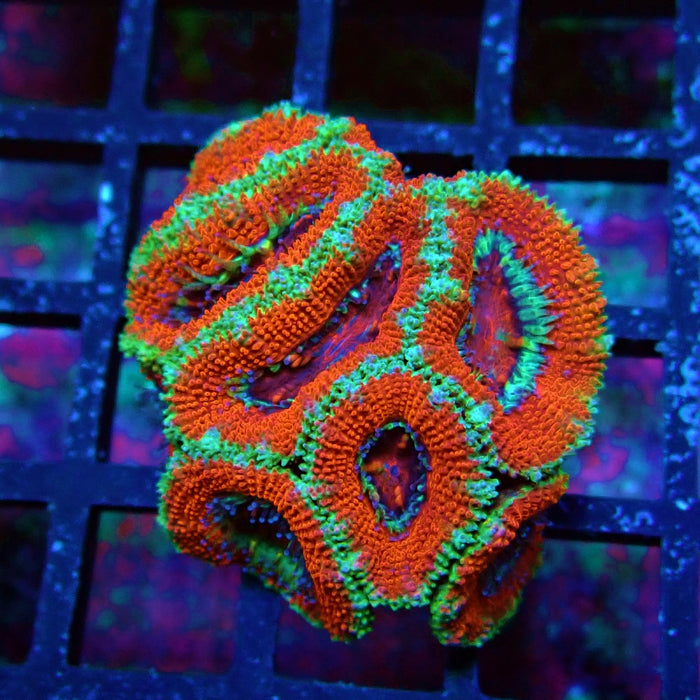 Acan Lord Coral Frag (20)