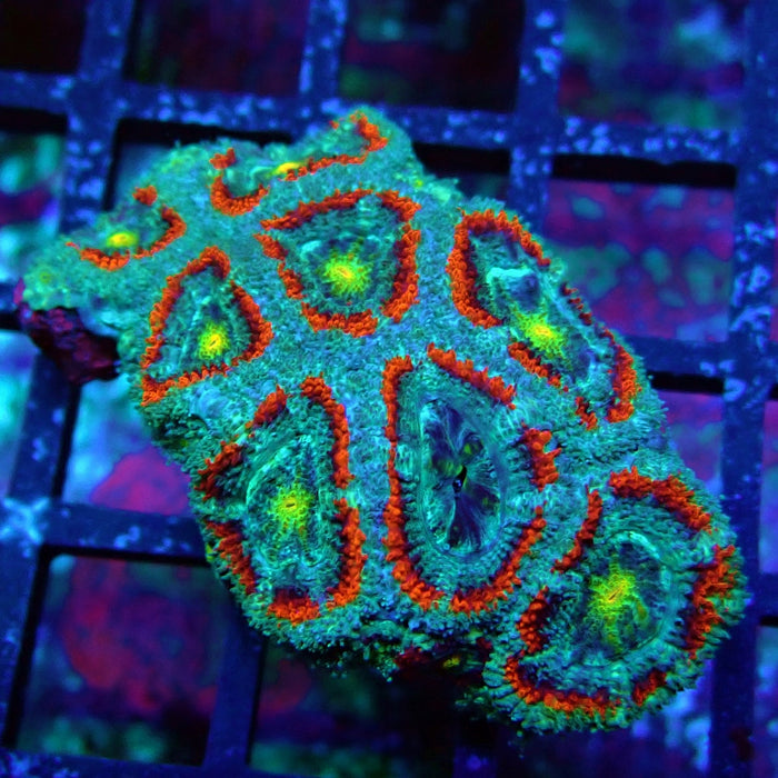 Acan Lord Coral Frag (21)