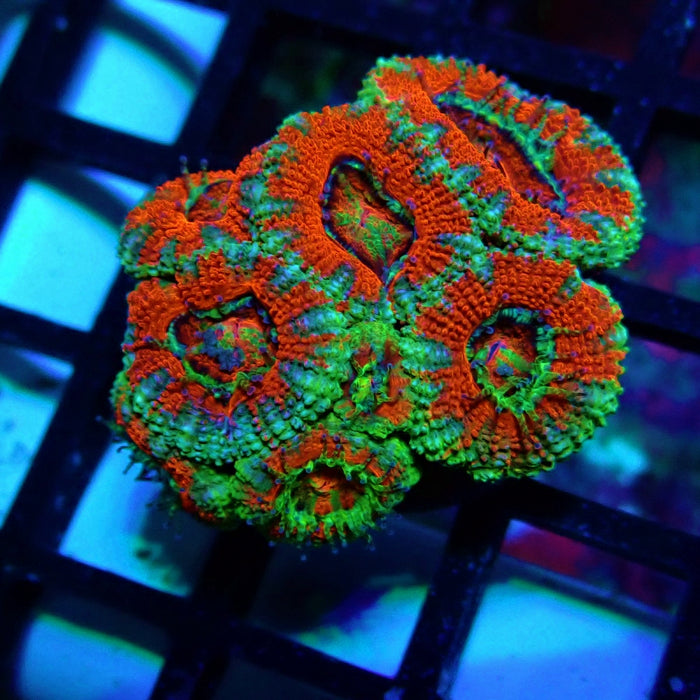 Acan Lord Coral Frag (22)