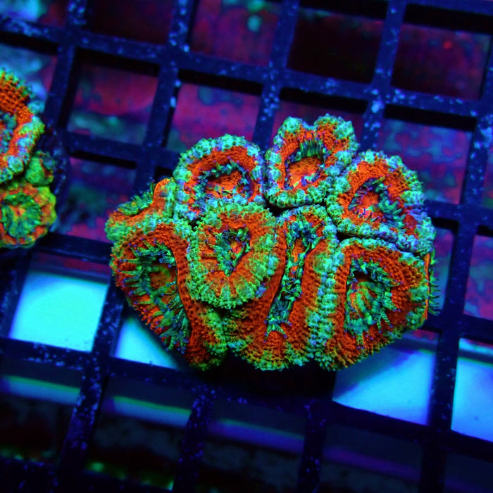 Acan Lord Coral Frag (22)