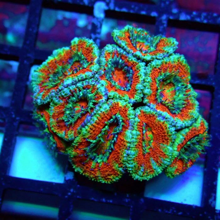 Acan Lord Coral Frag (22)