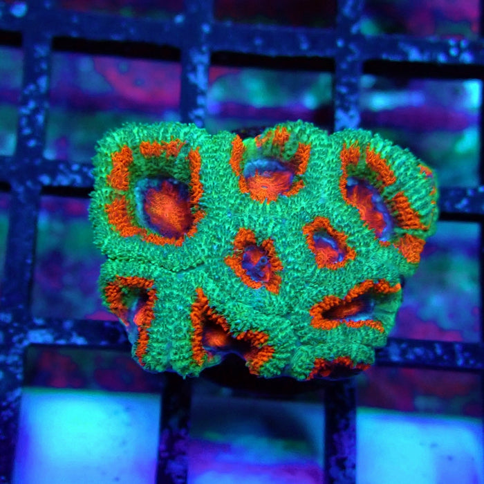 Acan Lord Coral Frag (23)