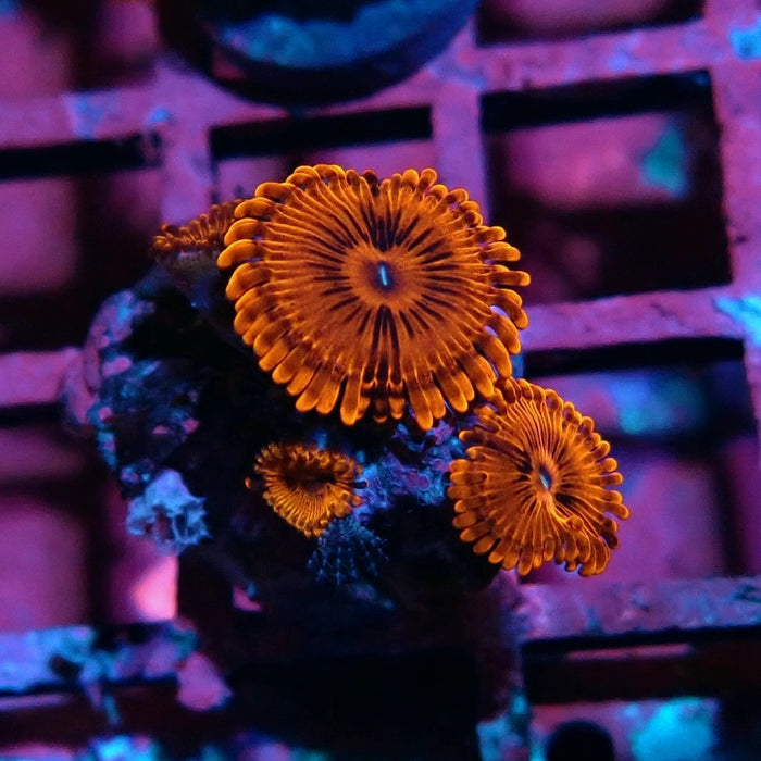 Ultra Zoas Frag