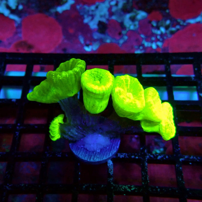 Ultra Neon Green Candy Cane