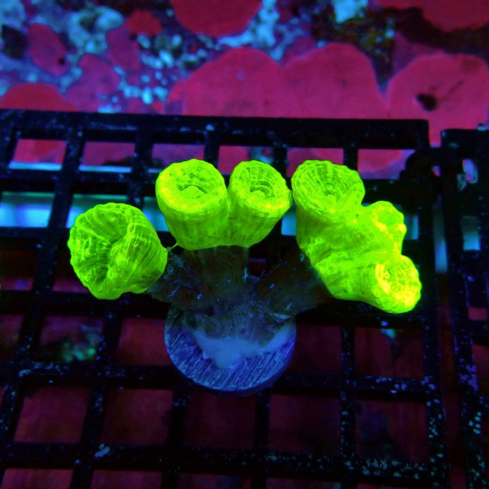 Ultra Neon Green Candy Cane