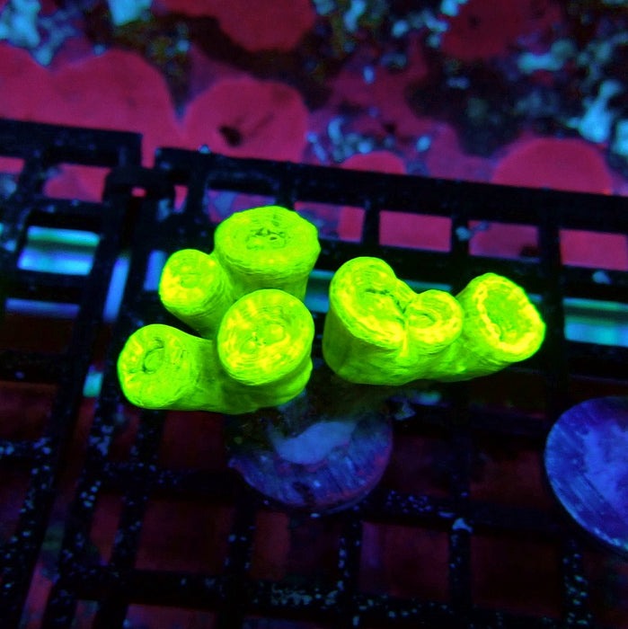 Ultra Neon Green Candy Cane