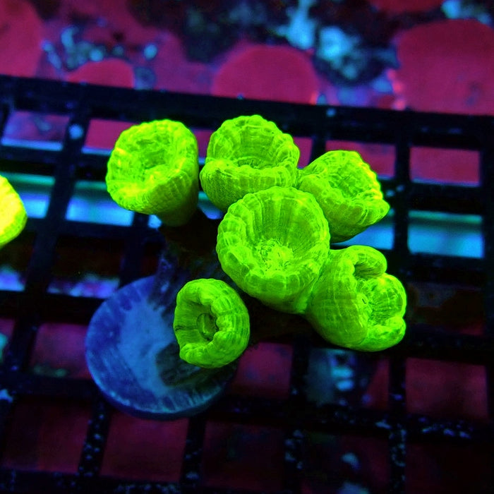 Ultra Neon Green Candy Cane