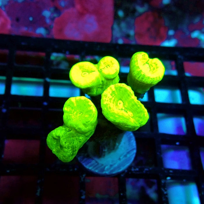 Ultra Neon Green Candy Cane