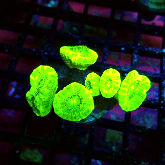 Ultra Neon Green Candy Cane