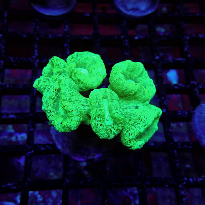 Green Candy Cane