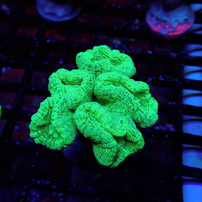 Green Candy Cane