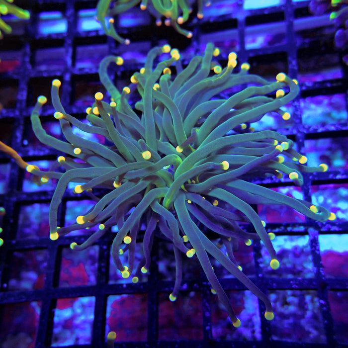 Dark Yellow Tips Torch