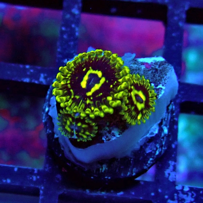 Exosphere Zoas