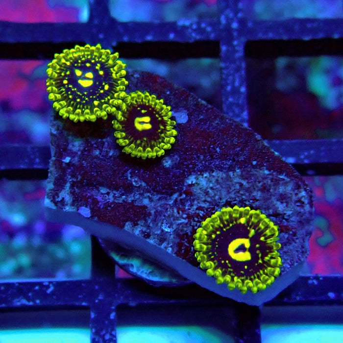 Exosphere Zoas