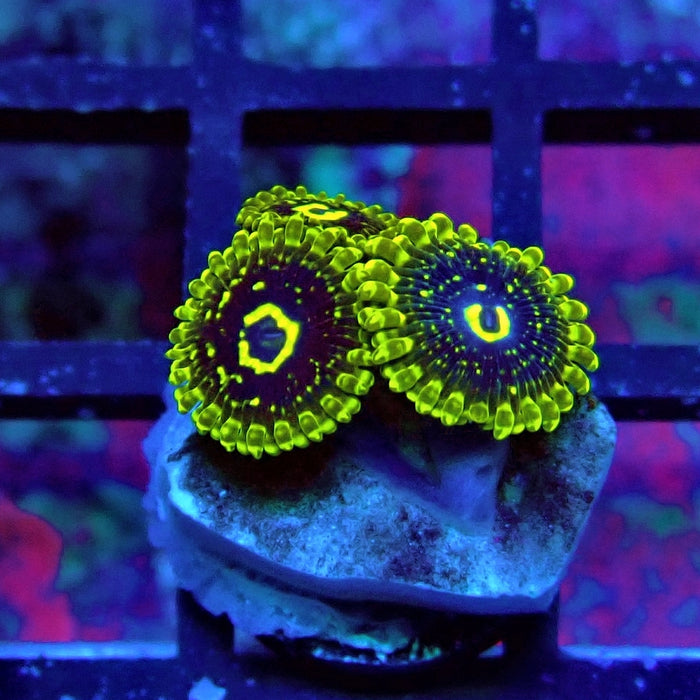 Exosphere Zoas