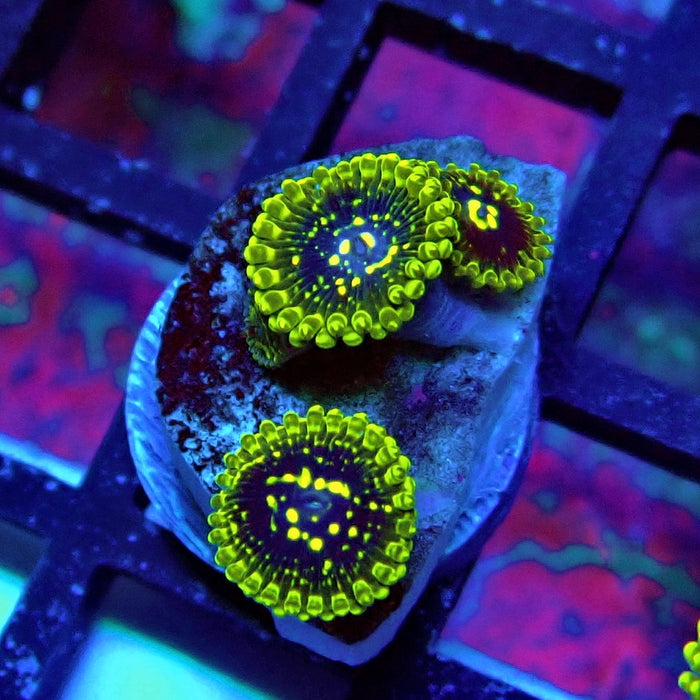Exosphere Zoas