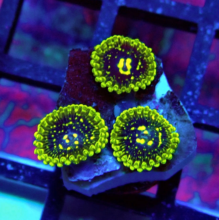Exosphere Zoas